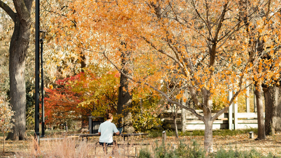 Trees on East Campus displaying autumn colors.