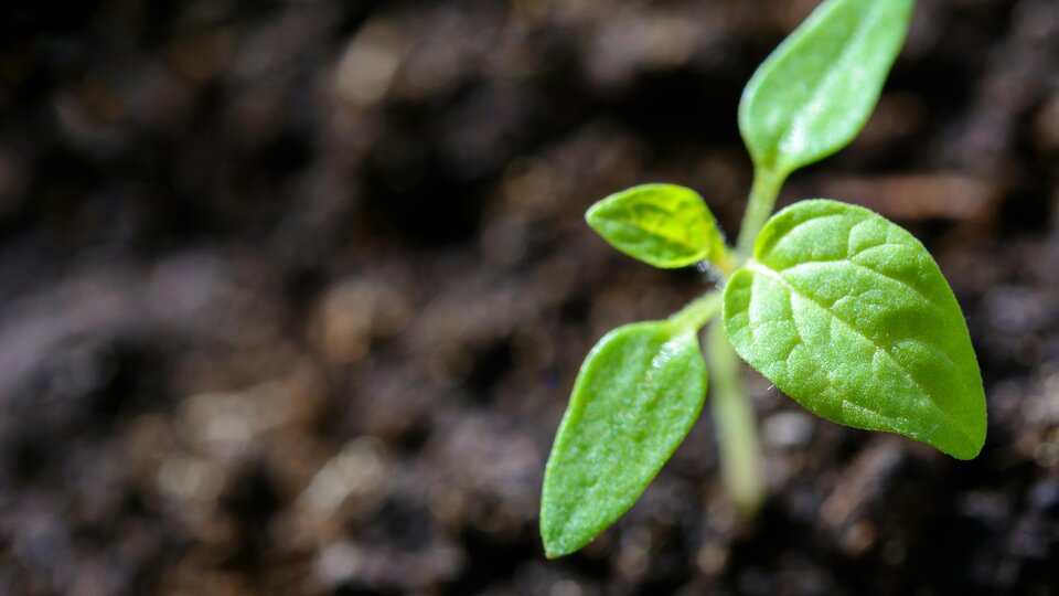 plant seedling in soil
